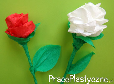 Róża z bibuły biała i czerwona