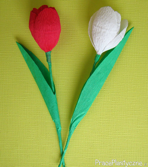 Tulipan z krepiny